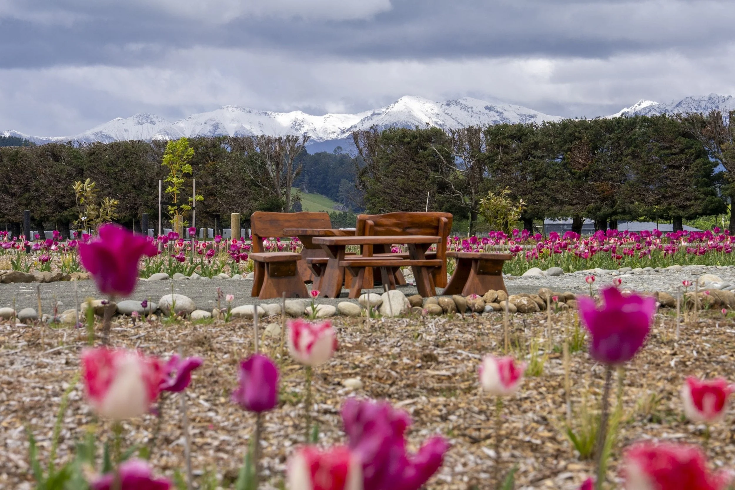 View of snow-capped mountains in the distance with a cloudy sky, a row of trees, and a garden of pink and white flowers with a wooden table and benches in the foreground.