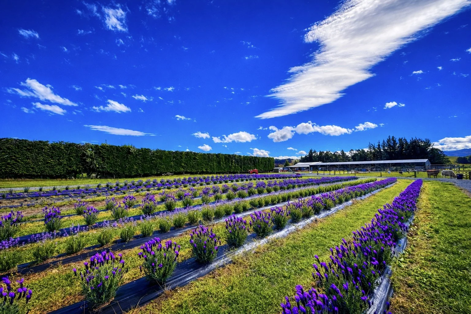 Rows of purple lavender plants in a farm under a bright blue sky with white clouds.
