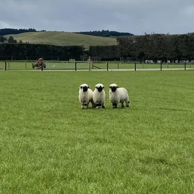 Three sheep standing on lush green grass in a pasture with fences and trees in the background under a cloudy sky.