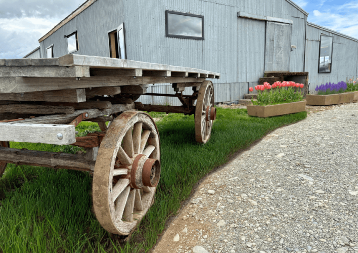 An old wooden farm cart with large wheels parked on green grass beside a gravel pathway, in front of a blue metal building with flower boxes containing pink and purple flowers.