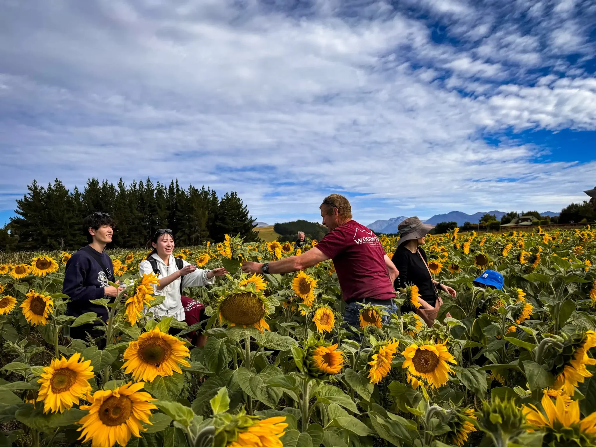 Group of people standing among blooming sunflowers in a sunflower field under a partly cloudy sky with mountains in the distance.