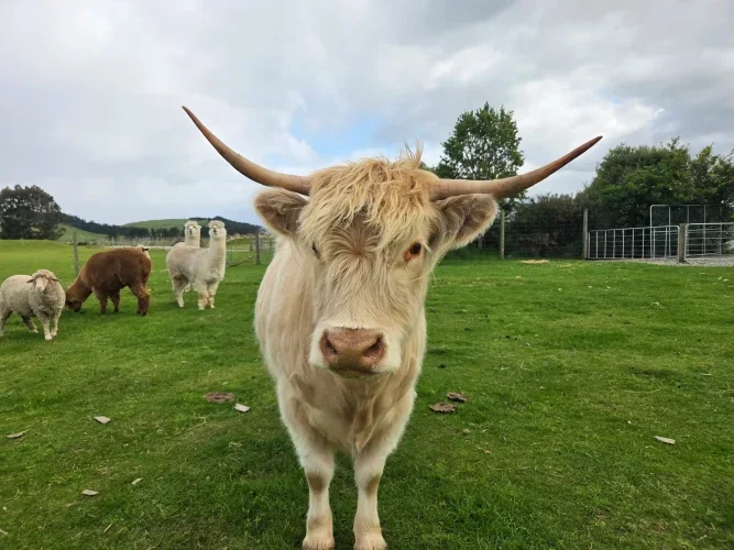 Close-up of a large Highland cow with long horns in a grassy field, with other sheep and alpacas in the background under a cloudy sky.