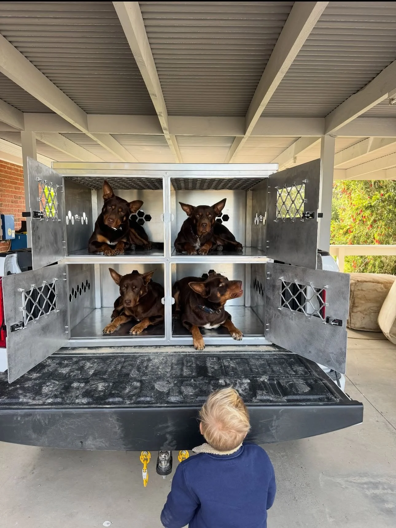 Four dogs inside a metal dog trailer with two compartments, a child with blonde hair and a navy blue shirt standing underneath, and a brick wall and trees in the background.