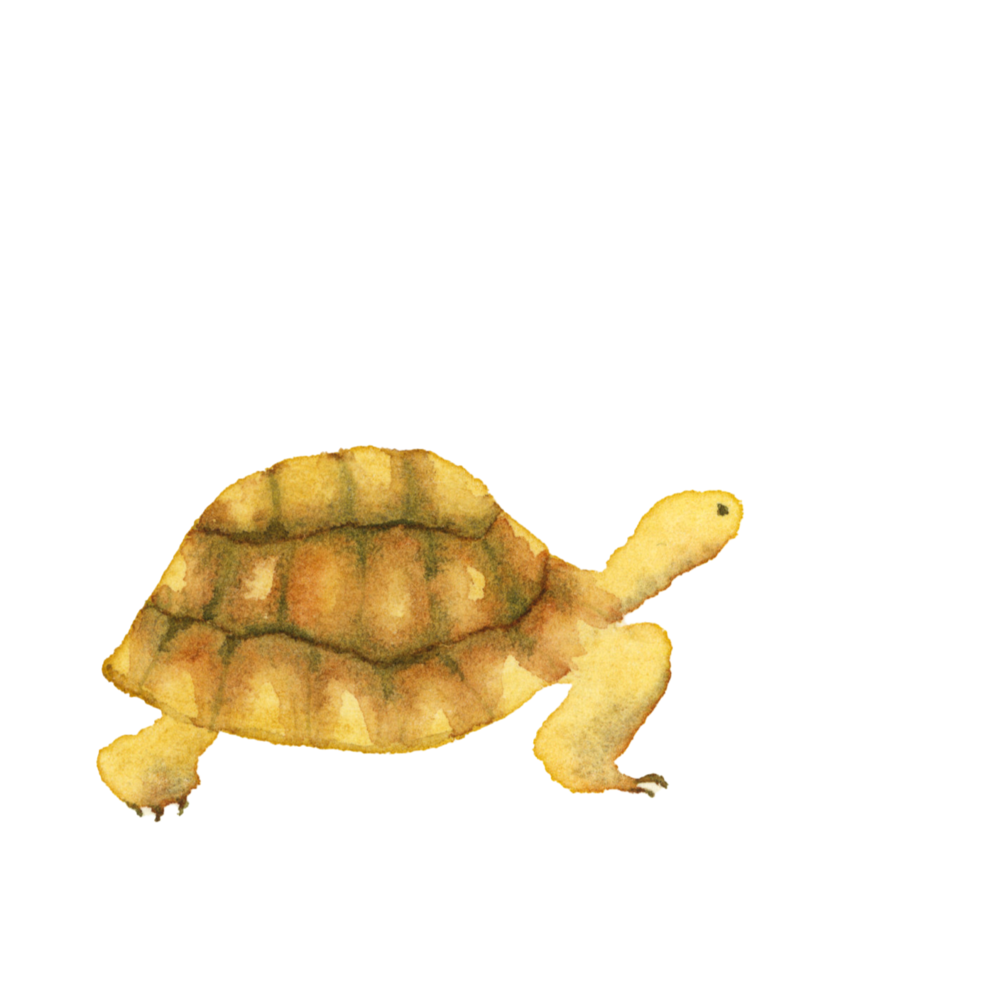 Tortoise+Spot.png