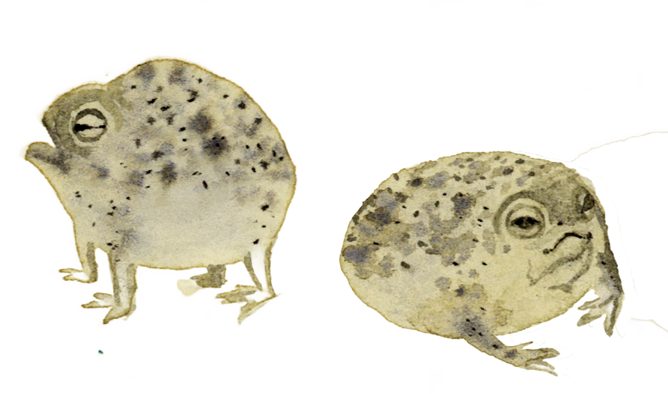 Little Toad.png