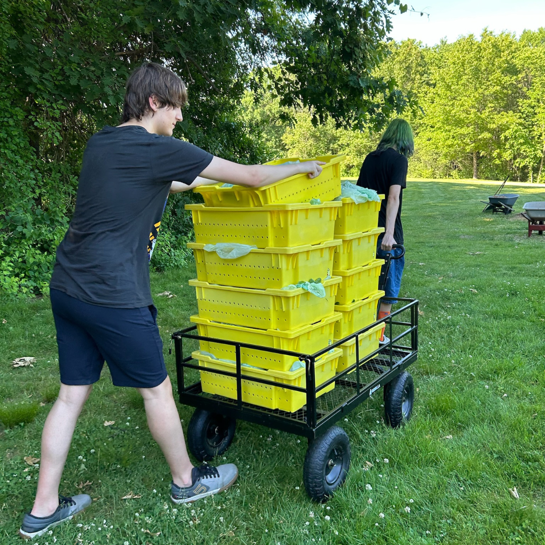 Two young volunteers transport freshly harvested vegetables in a wheelbarrow at The Giving Garden