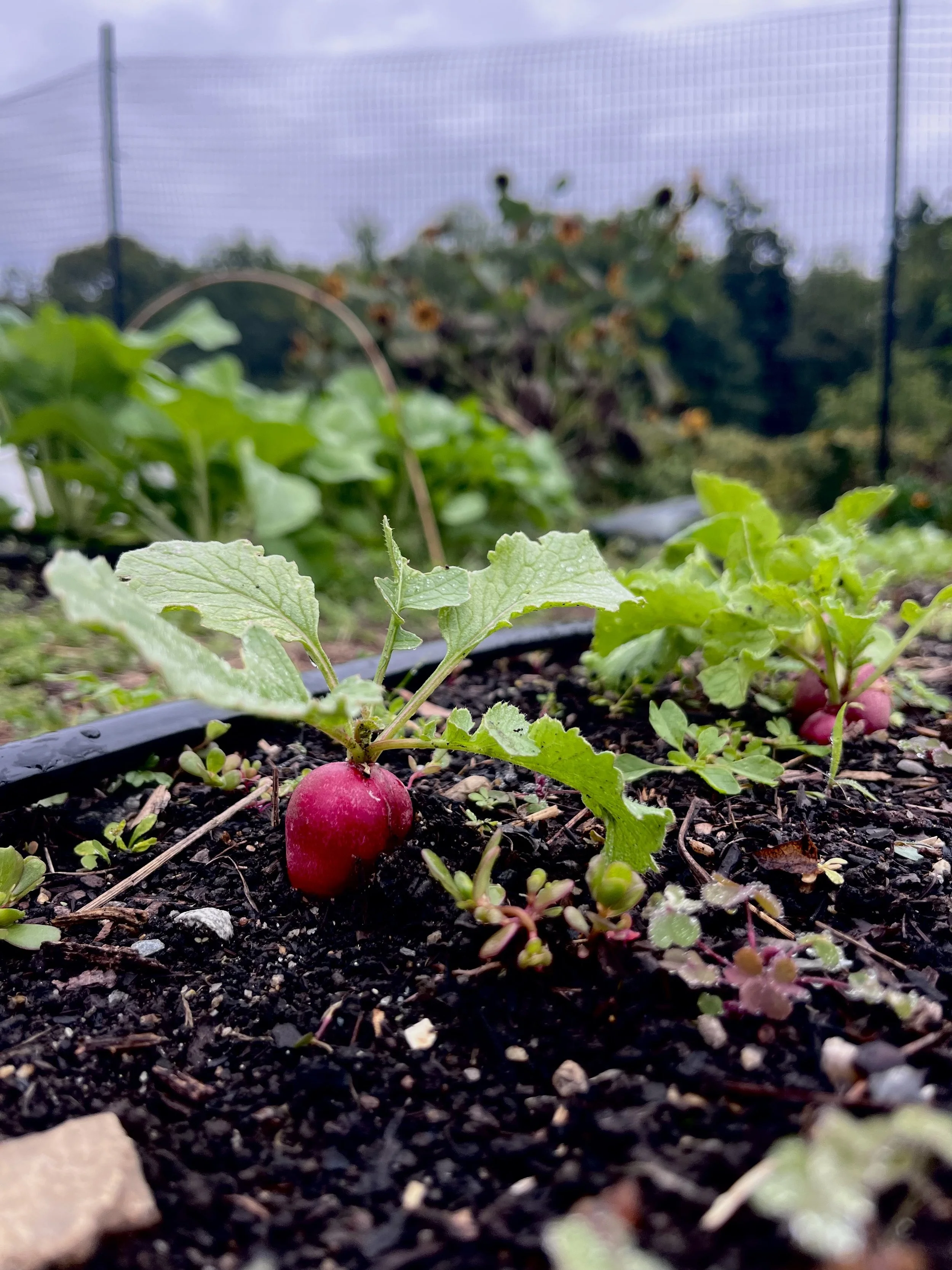 Close-up of a radish growing in a vegetable garden with green leaves, soil, and small plants around it.