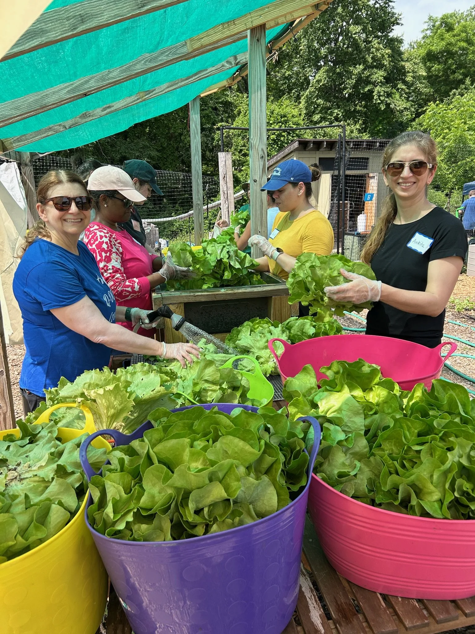 Several people harvest fresh lettuce in a garden or farm, with large colorful buckets filled with lettuce in the foreground and trees in the background. Some people are wearing gloves and hats, and there is shade from a tarp above.