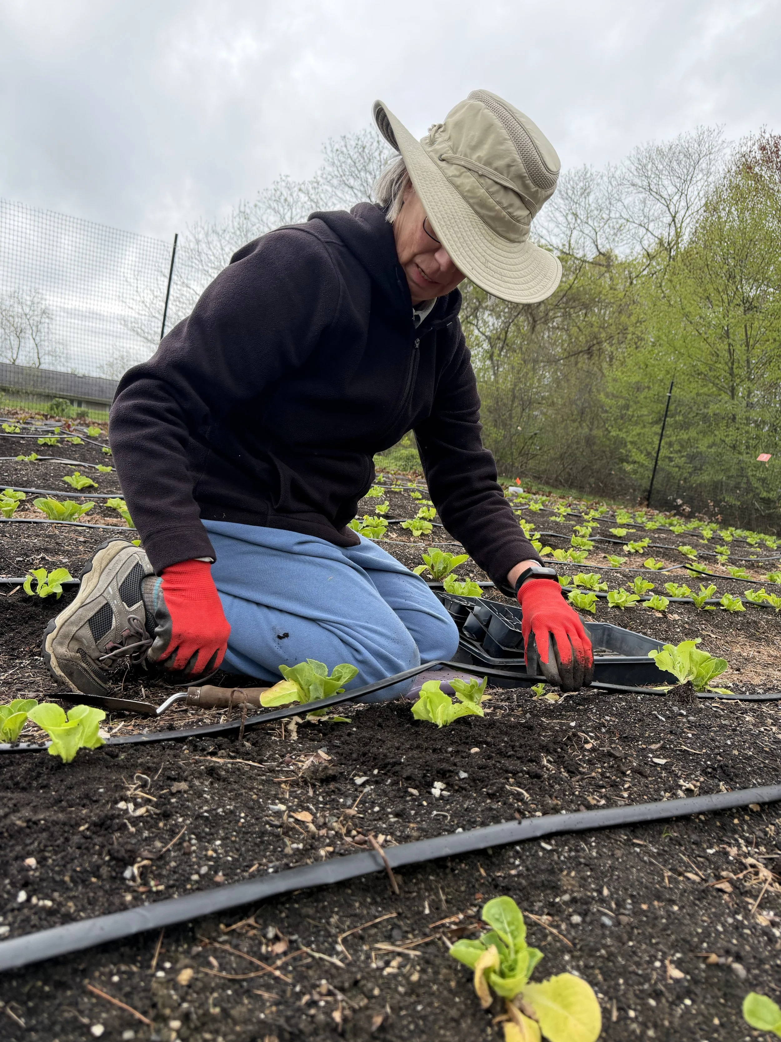 A person wearing a wide-brimmed hat, glasses, a black hoodie, blue pants, and red gloves is kneeling in a garden, tending to a row of young green lettuce plants in soil.