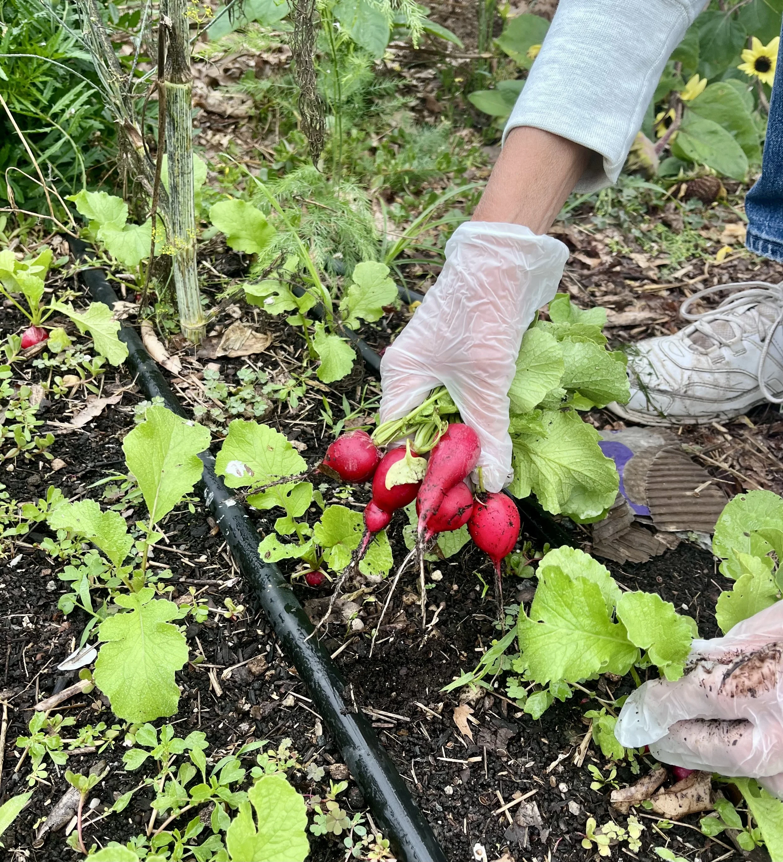 A person harvesting radishes in a garden, wearing a light gray long-sleeve shirt and white sneakers, with a plastic glove on one hand.