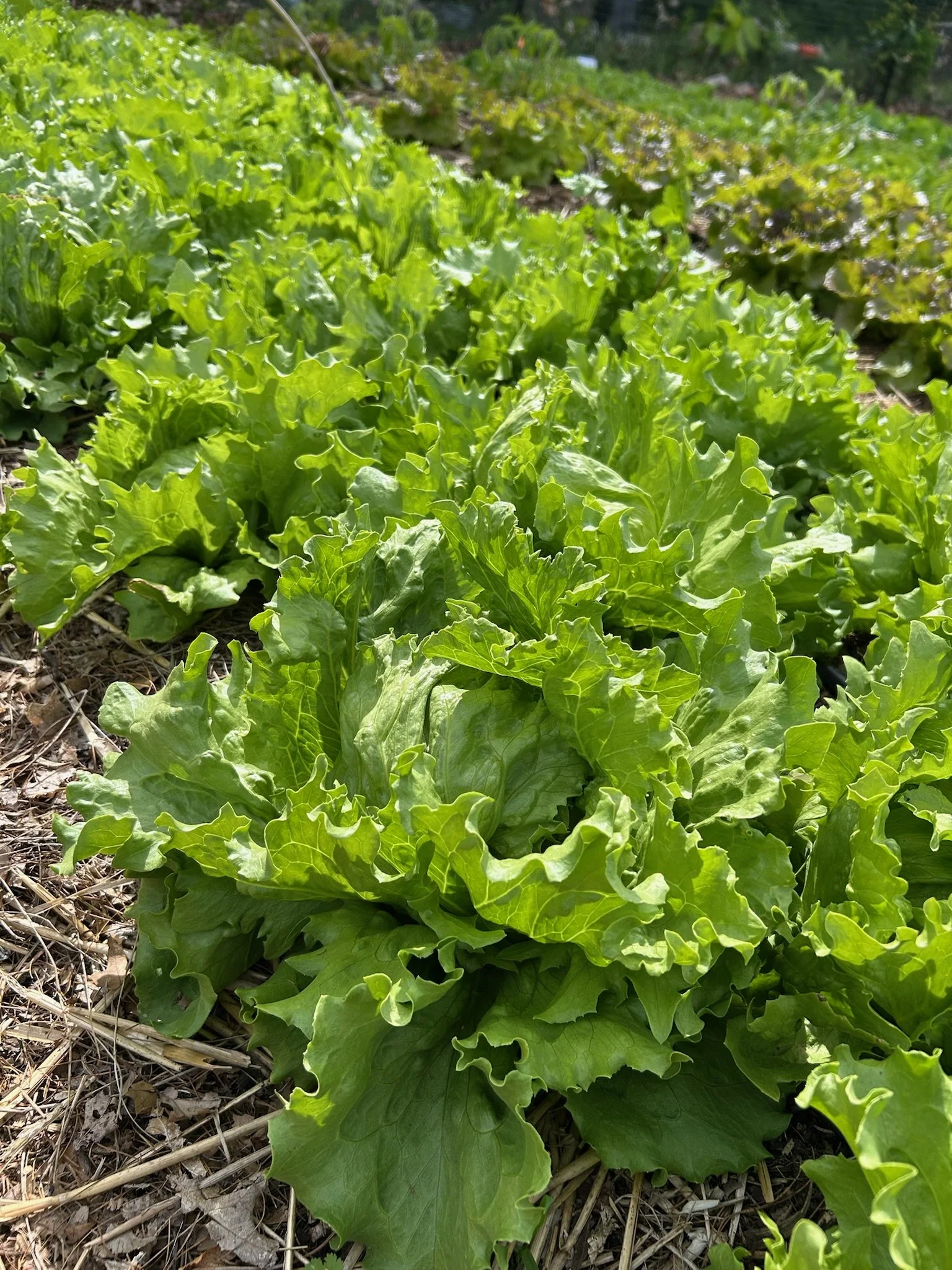 Rows of lush green lettuce plants growing in a garden bed.