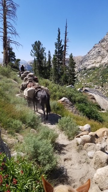Horses carrying gear trail through a forested mountain landscape with pine trees and rocky terrain.