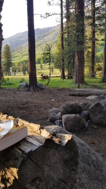 Scenic view of a forest with trees, mountains, and a deer in the distance.