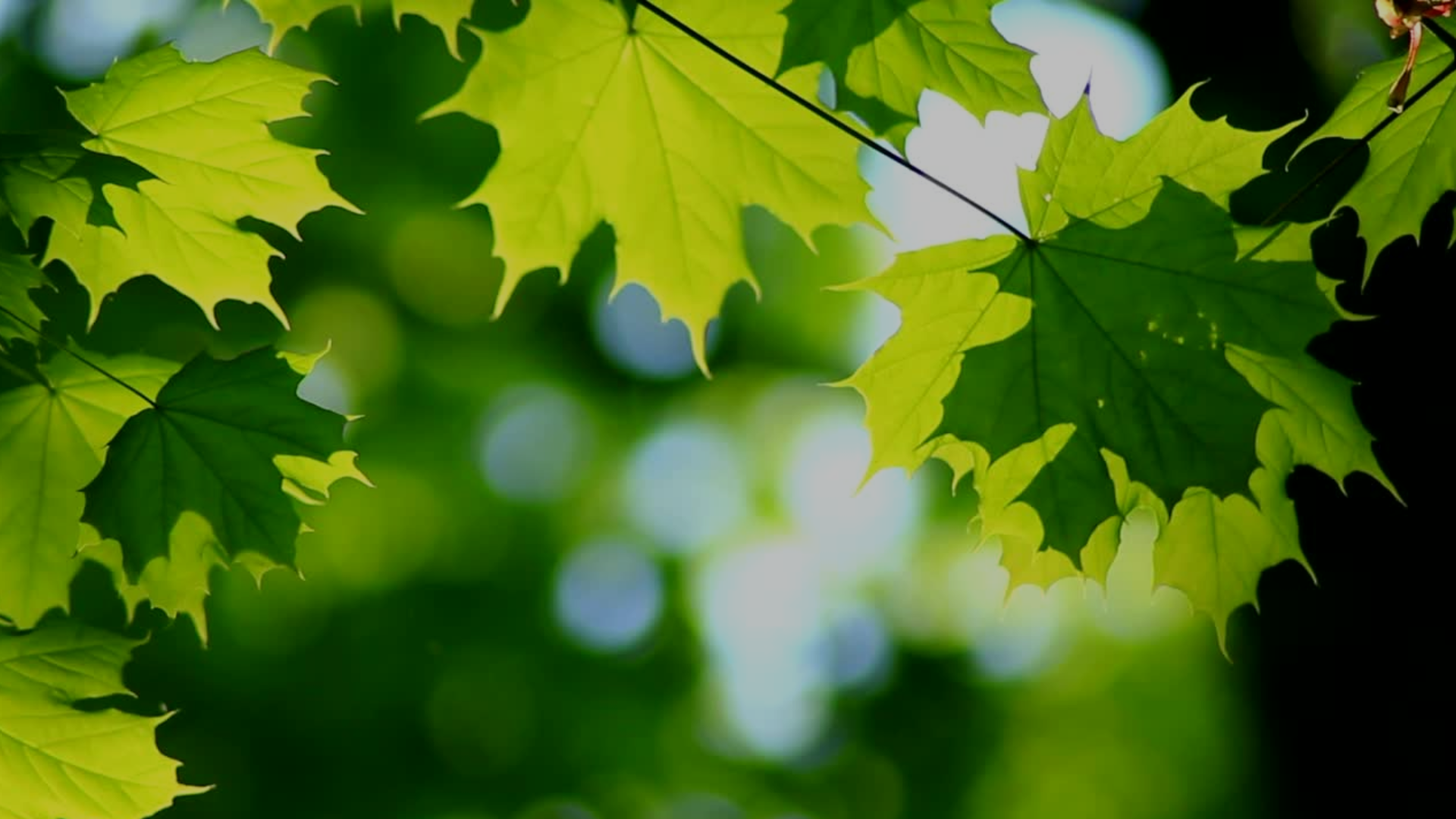 Untitled design (41).png