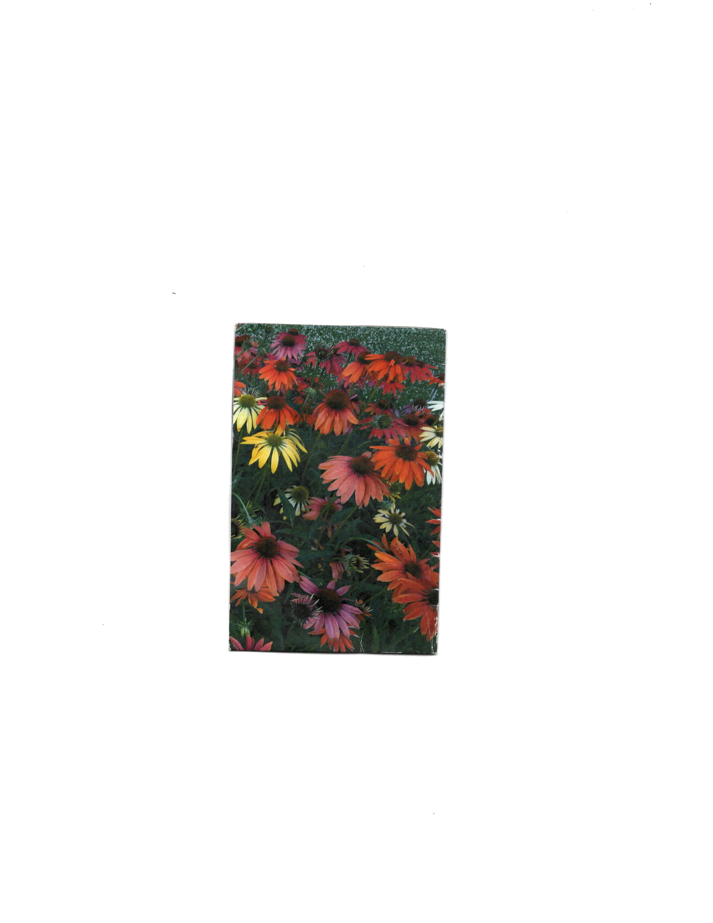 Scan 3.png