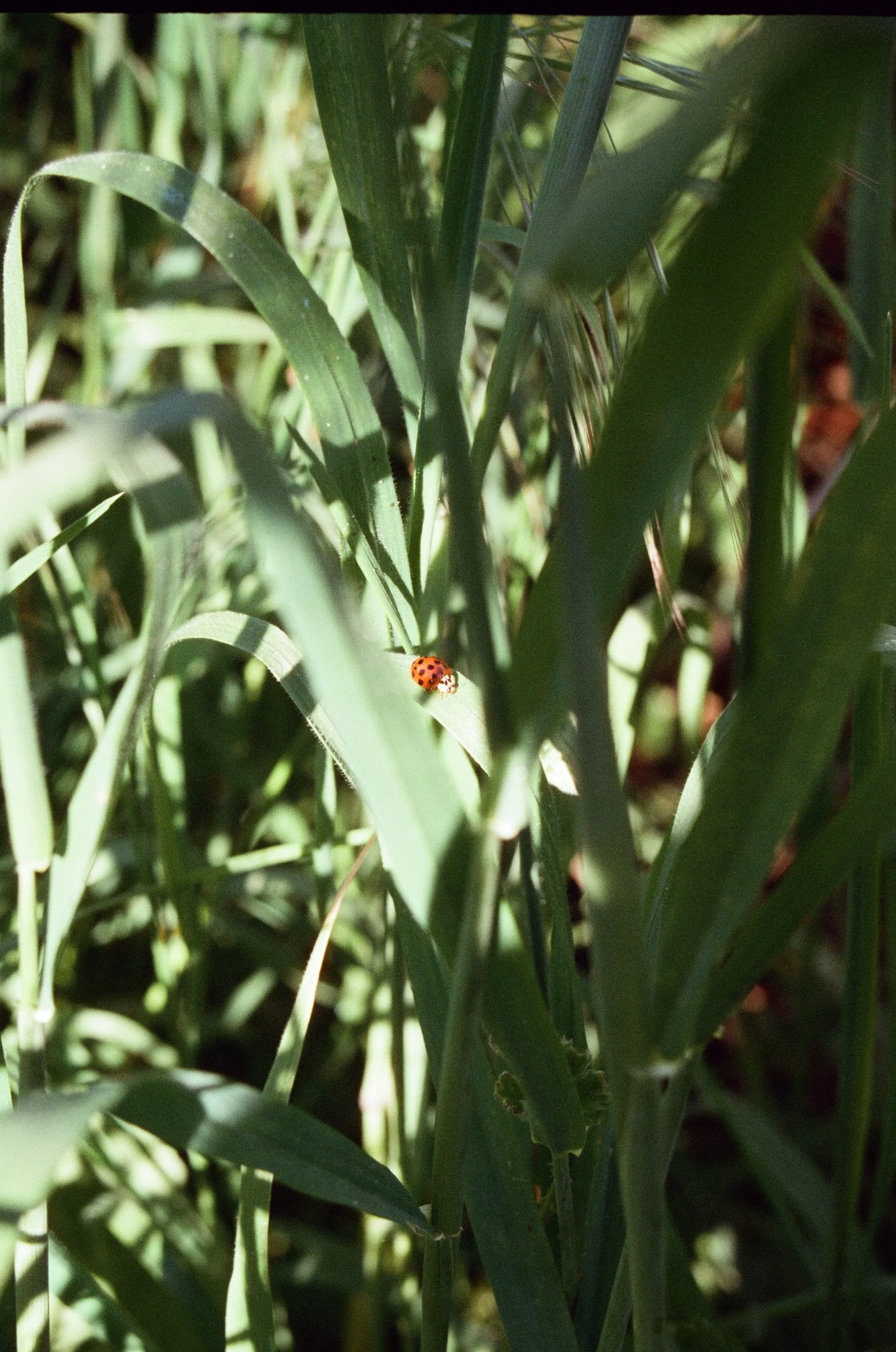 Ladybug print