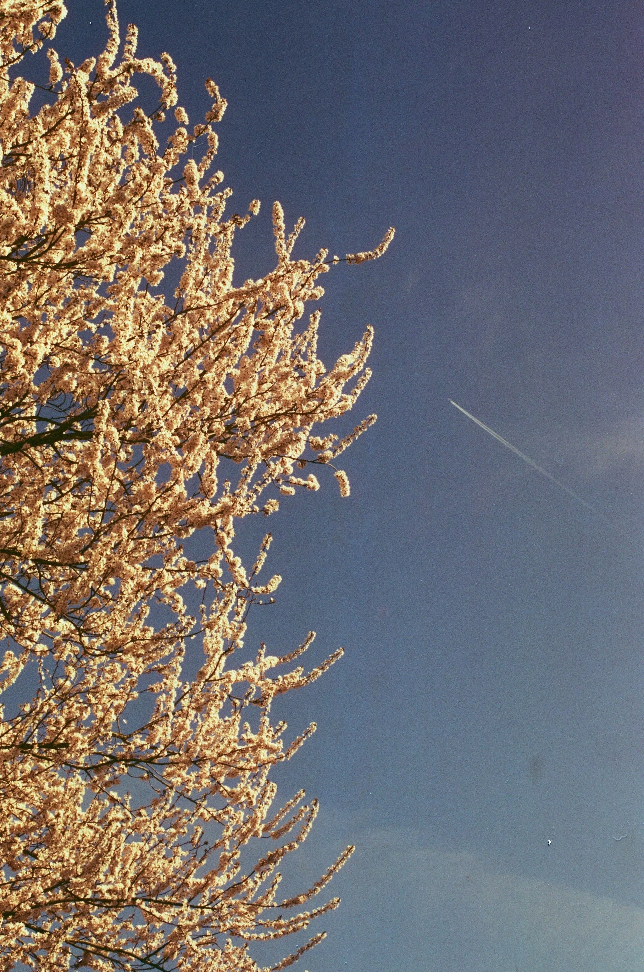 Chemtrails print