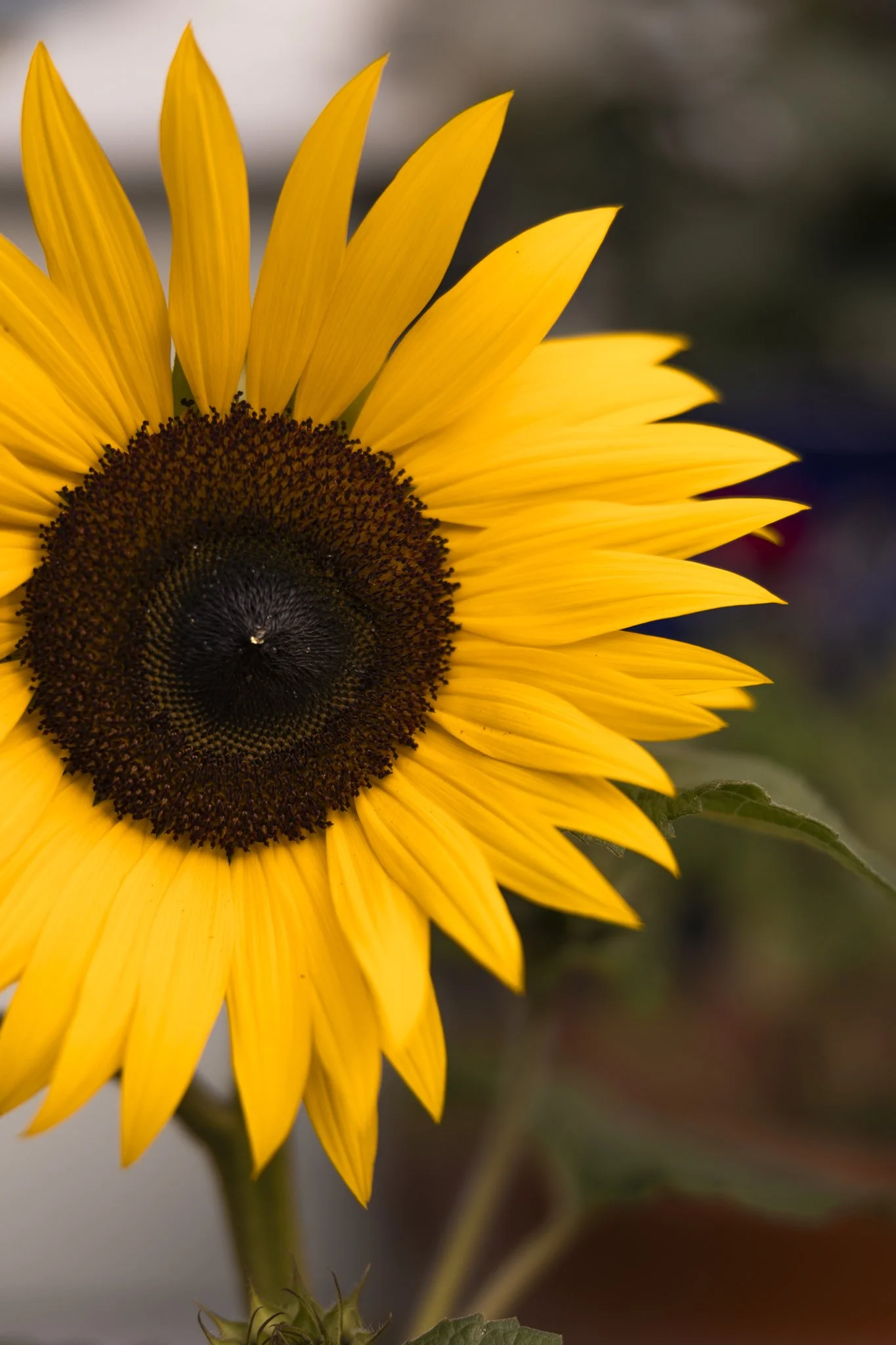 Close-up of a bright yellow sunflower with a dark center and green leaves, blurred background.