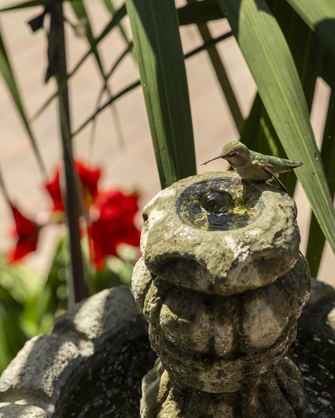 A small hummingbird perched on the edge of a stone fountain with water, surrounded by green plants and red flowers in the background.