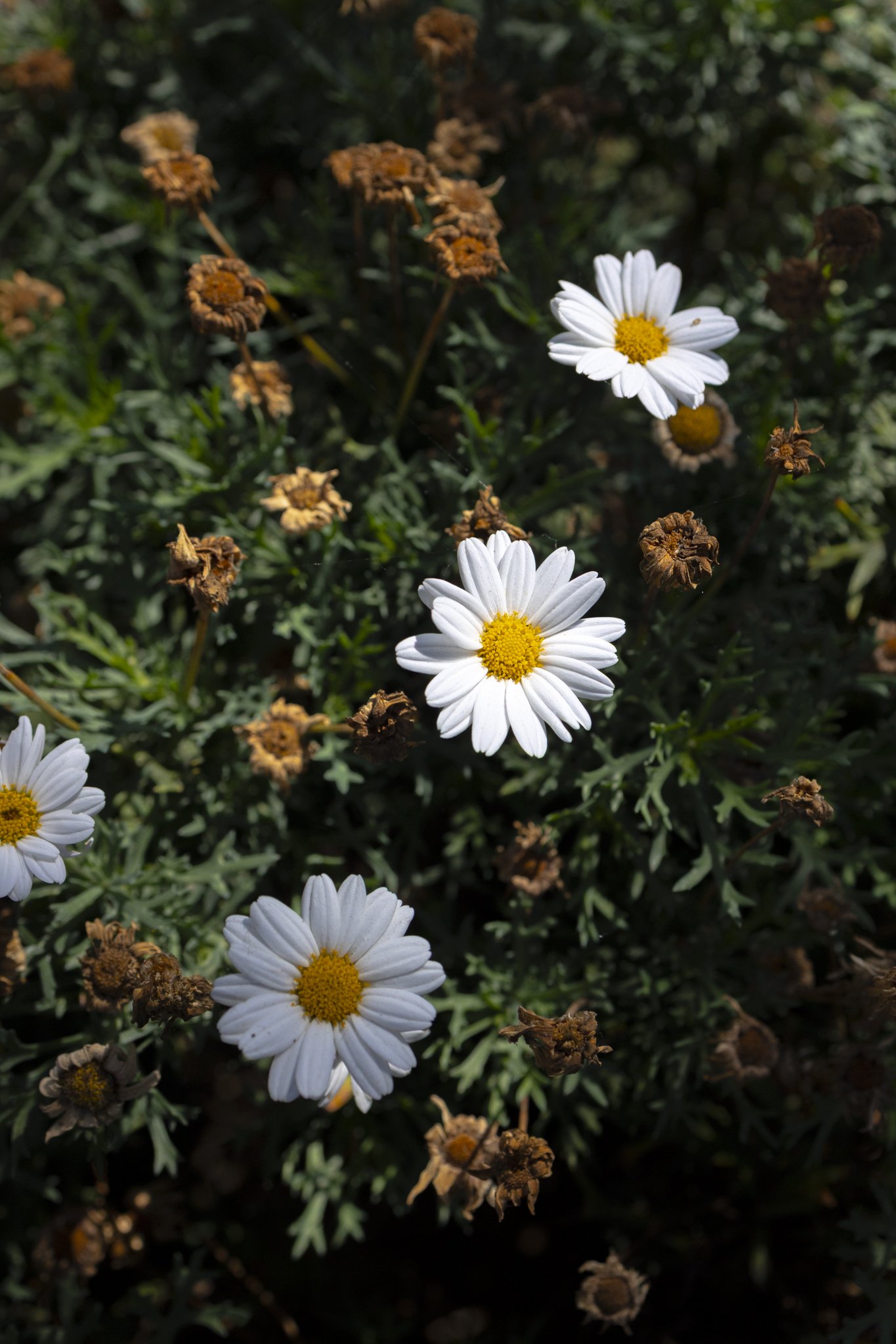 A close-up photo of white daisies with yellow centers, surrounded by withered brown daisies and dark green foliage.