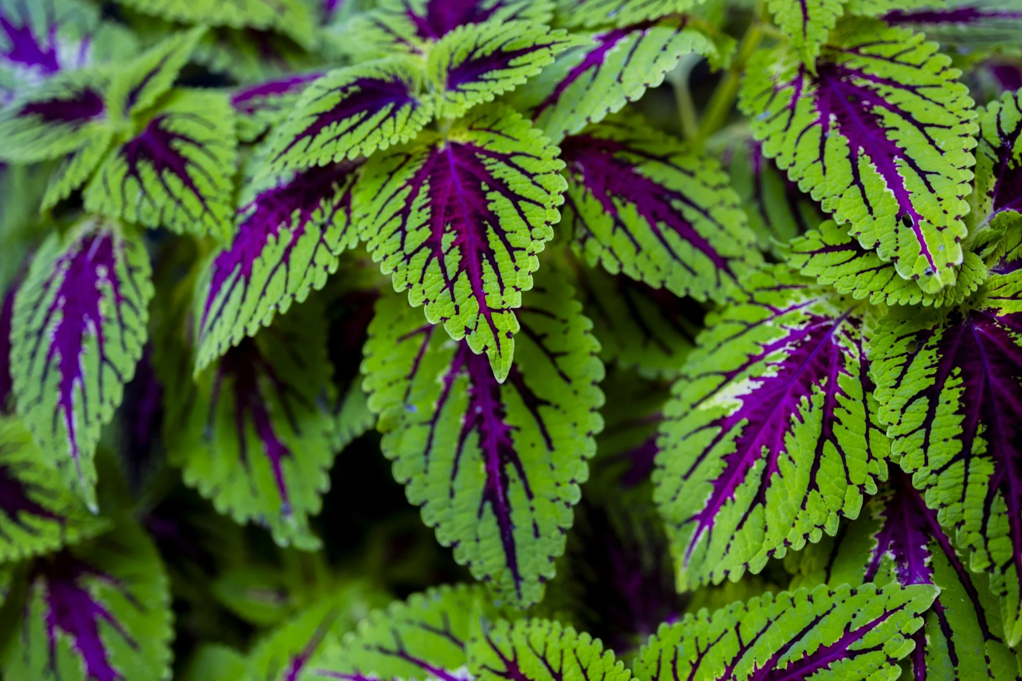 Close-up of colorful foliage with green and purple-veined leaves.