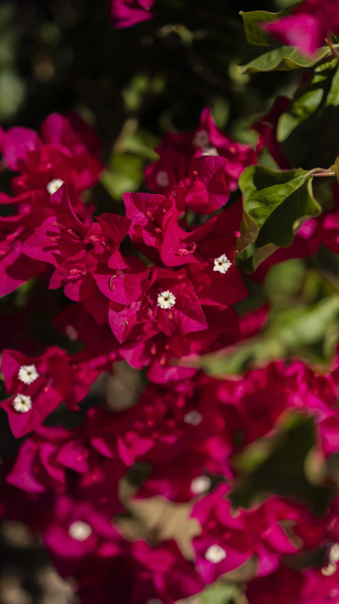 Close-up of bright pink bougainvillea flowers with small white centers and green leaves.