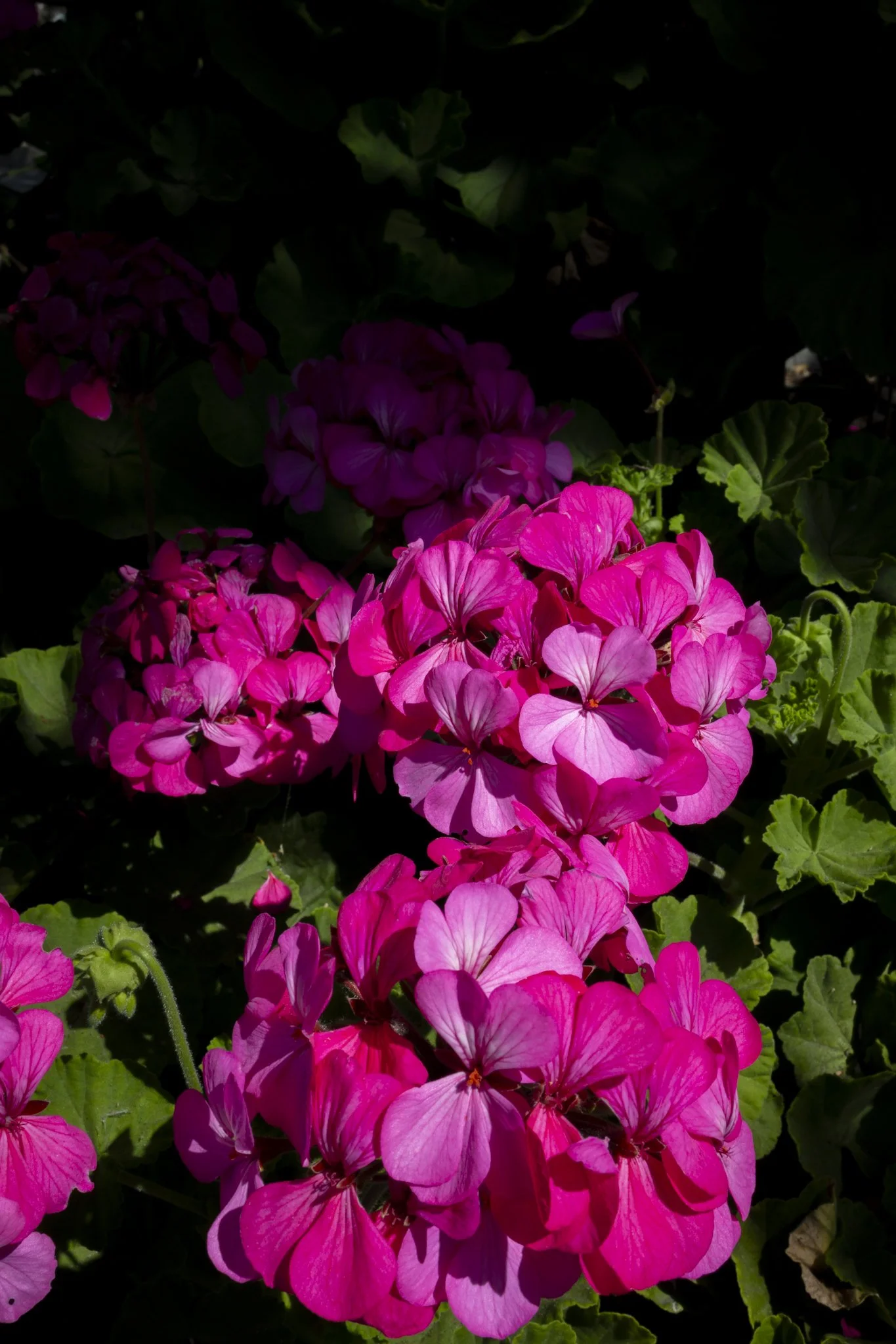 Bright pink and magenta geranium flowers with green leaves in sunlight.