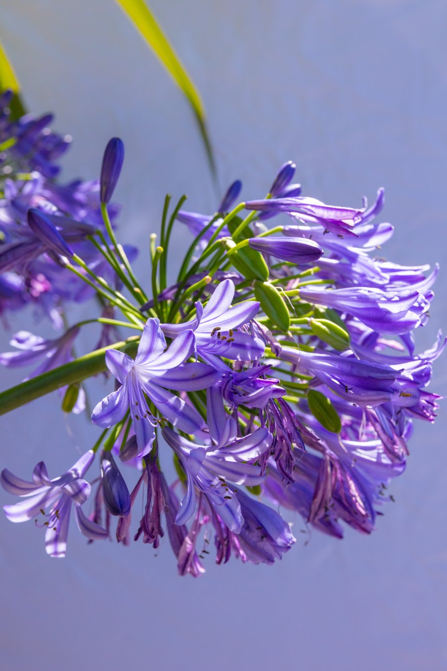 Close-up of purple agapanthus flowers against a blue sky.