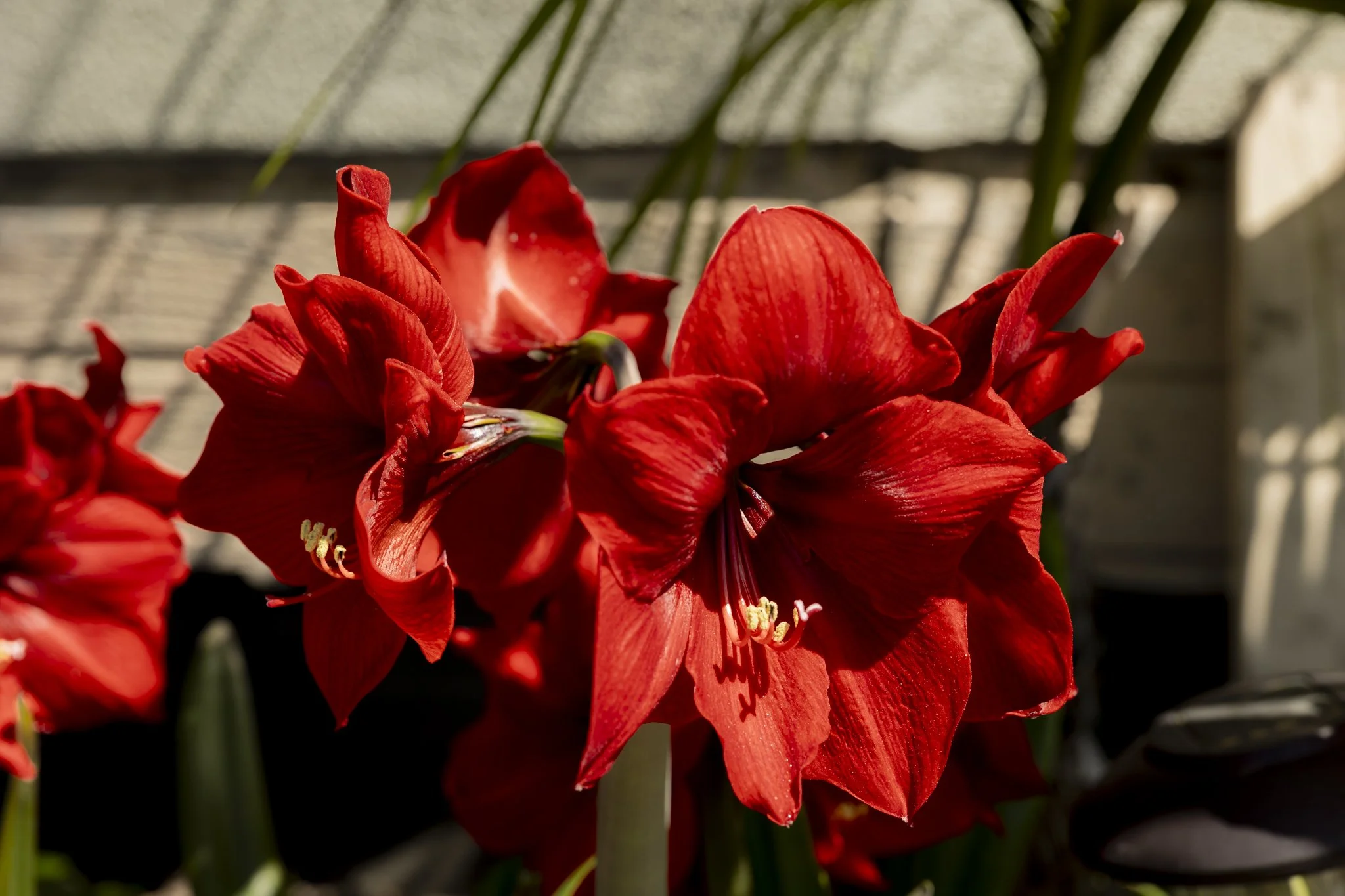 Close-up of red flowers, possibly amaryllis or lilies, in a garden setting with green stems and blurred background.