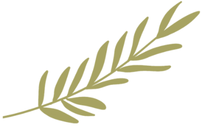 A simple illustration of a green pine or fir tree branch with needles.
