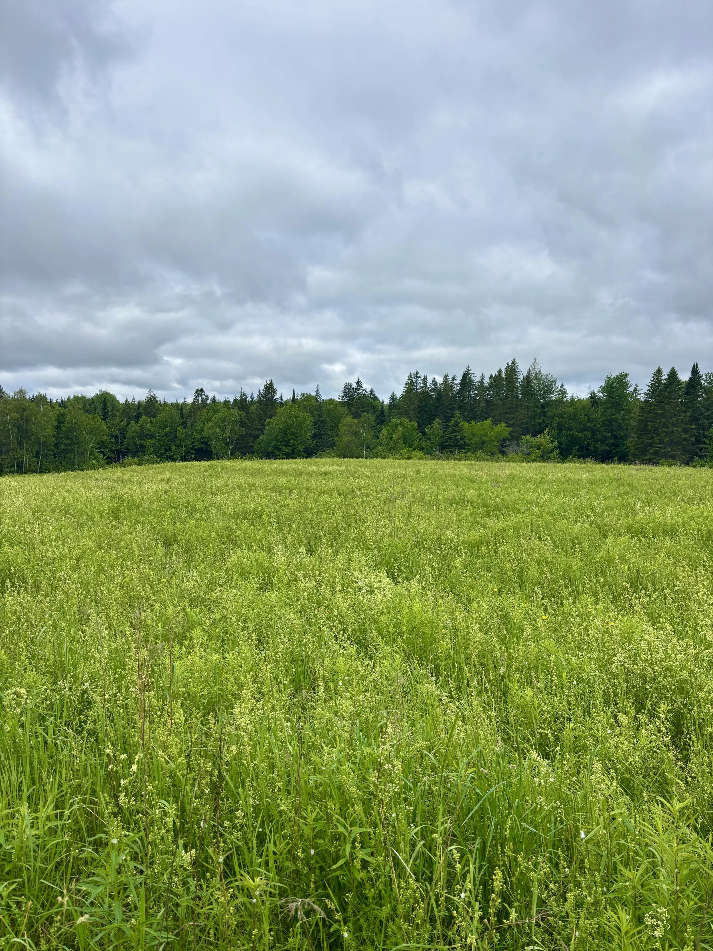 A wide view of a lush green grassy field with a dense line of trees in the background under a cloudy sky.