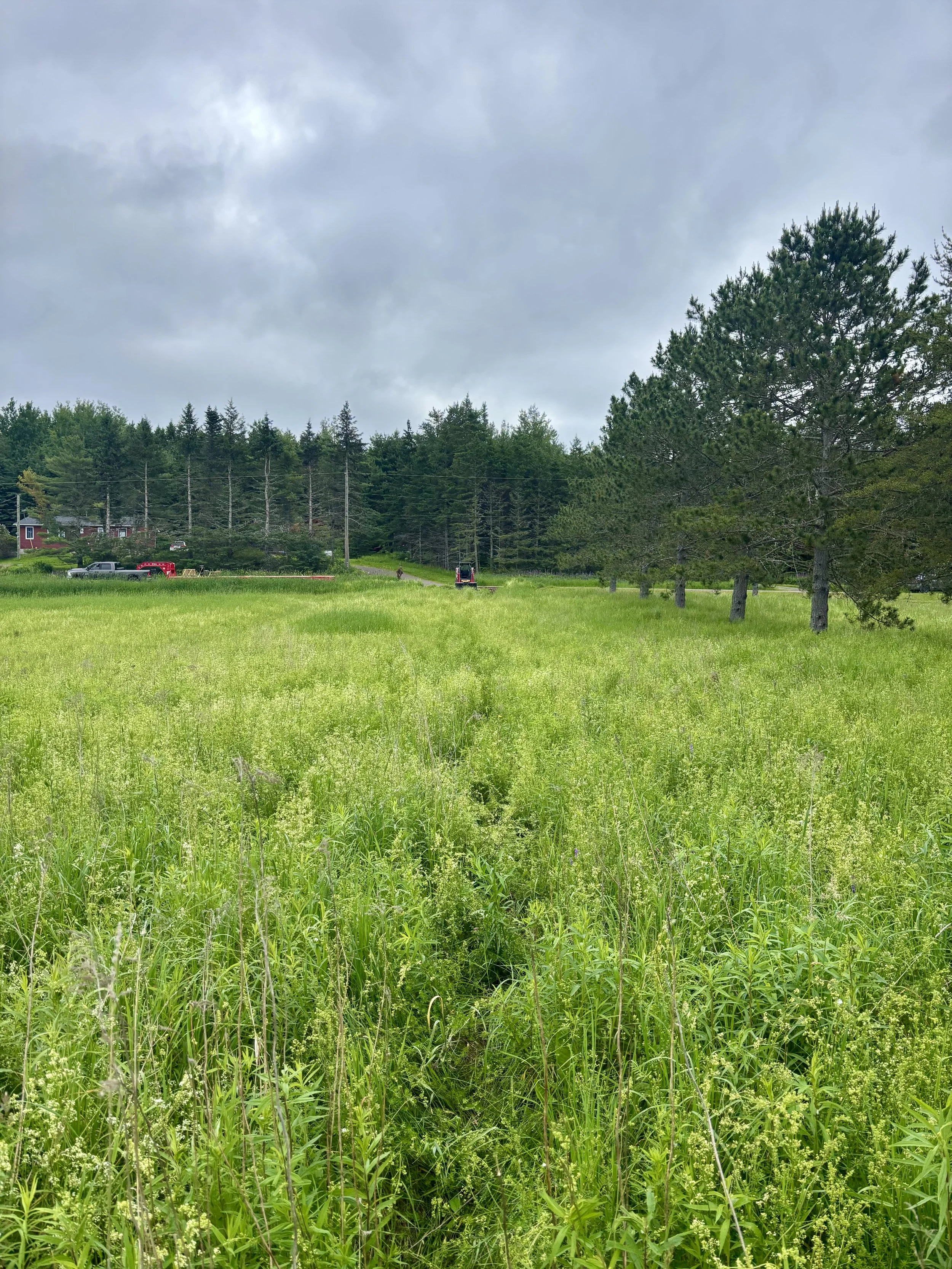 A lush green grassy field with tall grass and weeds, lined by a row of large pine trees. In the background, a forest of pine trees extends toward a cloudy, overcast sky.
