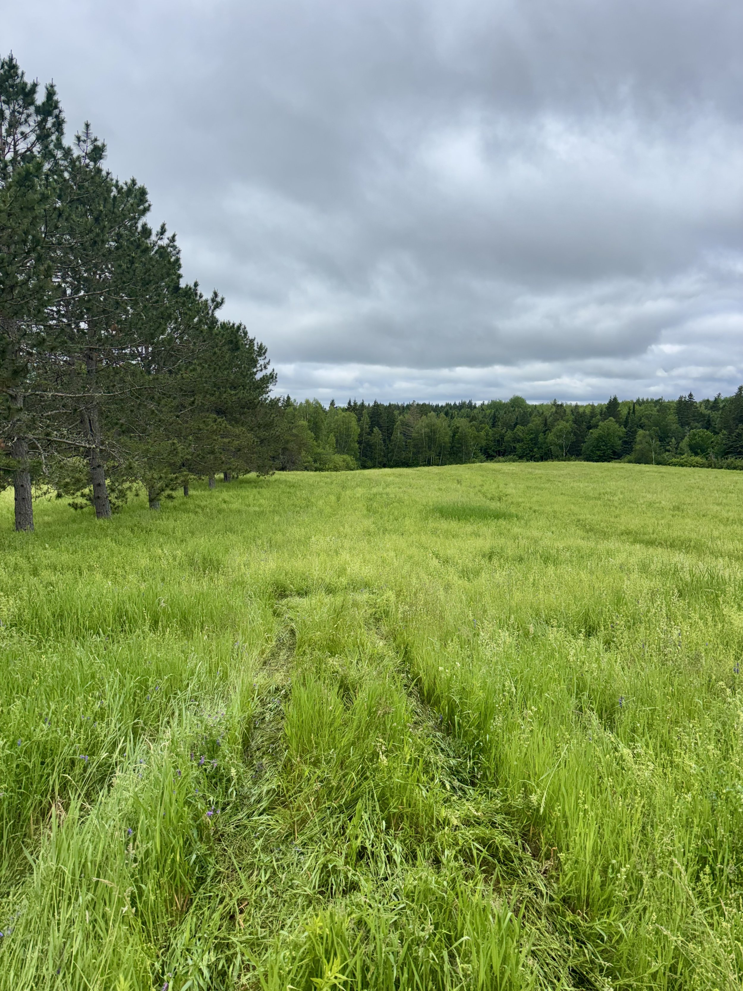 A lush green grassy field with a trail running through it, bordered by pine and other trees under a cloudy sky.