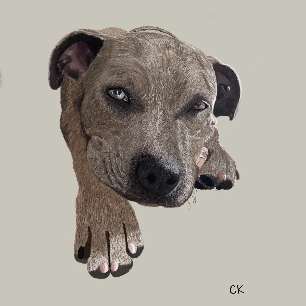 Sketch of dog Livvy on iPad
