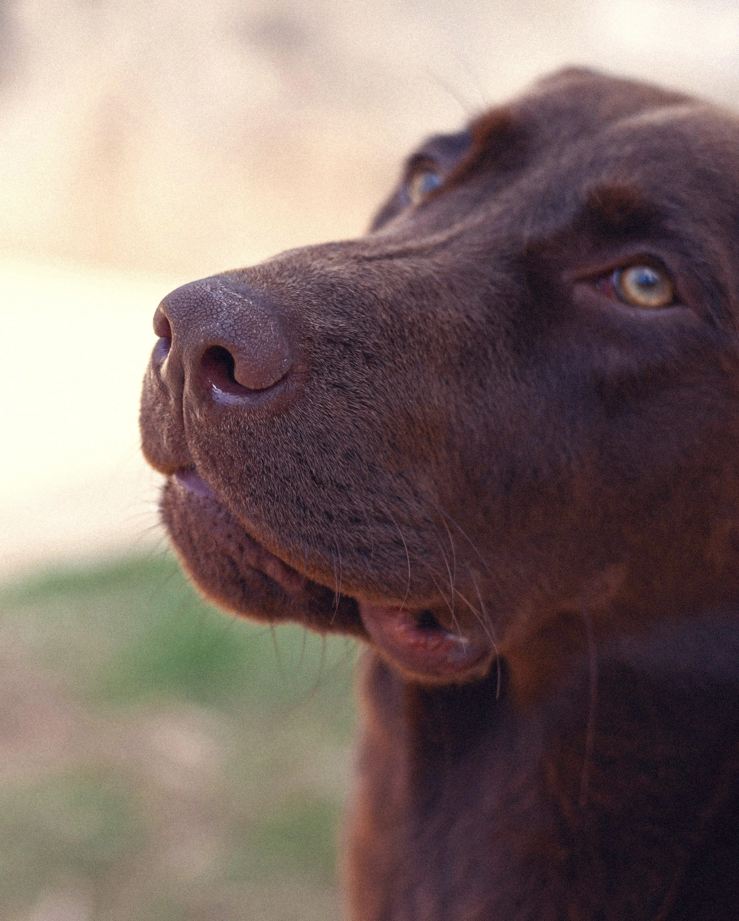Dogs Are Smarter Than We Think