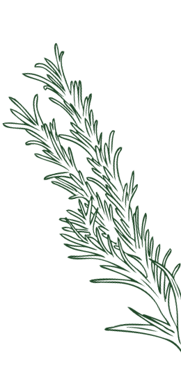 Illustration of a rosemary sprig with needle-like green leaves.