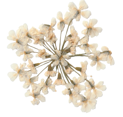 Close-up of a white star-shaped flower with multiple small, soft petals.