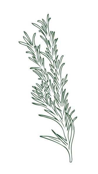 Illustration of a sprig of rosemary herb with green needle-like leaves.