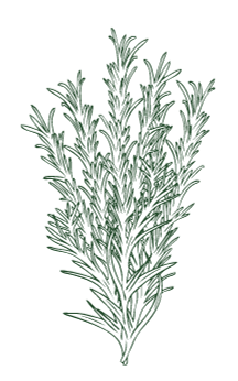 Drawn illustration of a bunch of green rosemary sprigs.