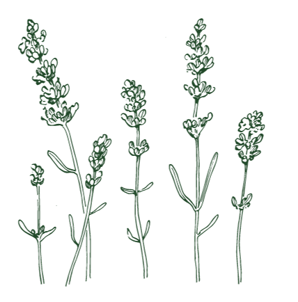 Illustration of five lavender plants with purple flowers and green stems.