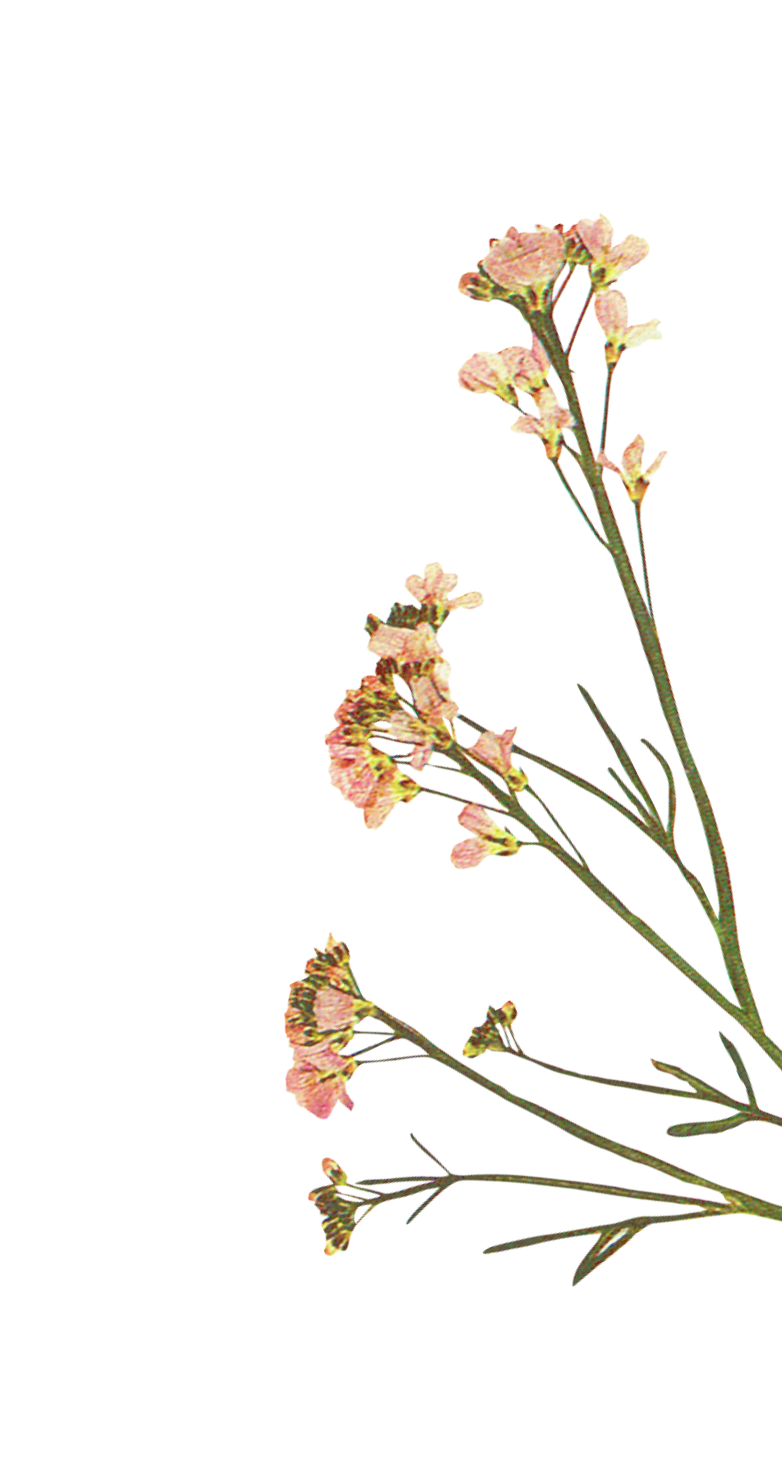 A stem with pink flowers and green leaves against a black background.