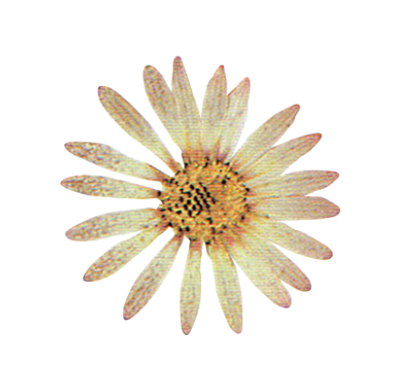 A close-up of a daisy flower with white petals and a yellow center.