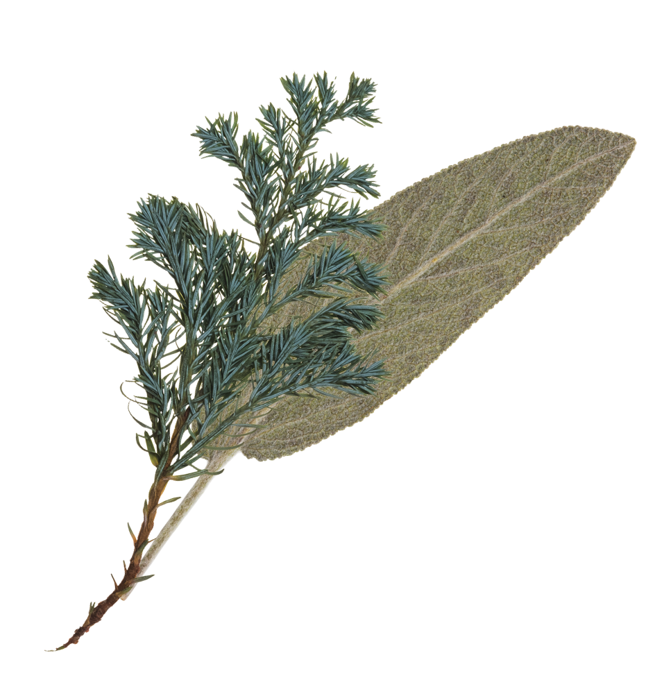 A botanical illustration featuring a sprig of blue-green pine needles alongside a large sage leaf.