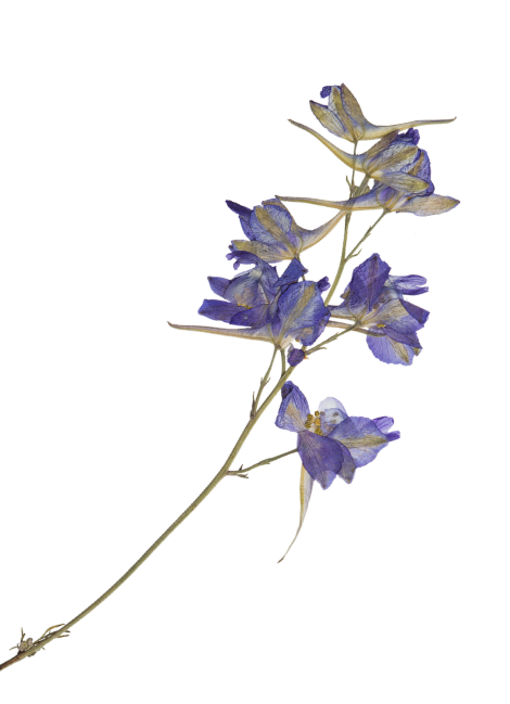 A sprig of purple-blue flowers with green stems