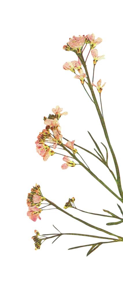 A tall bouquet of light pink carnations with green stems and leaves.