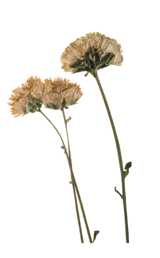 Withered dried flowers on green stems