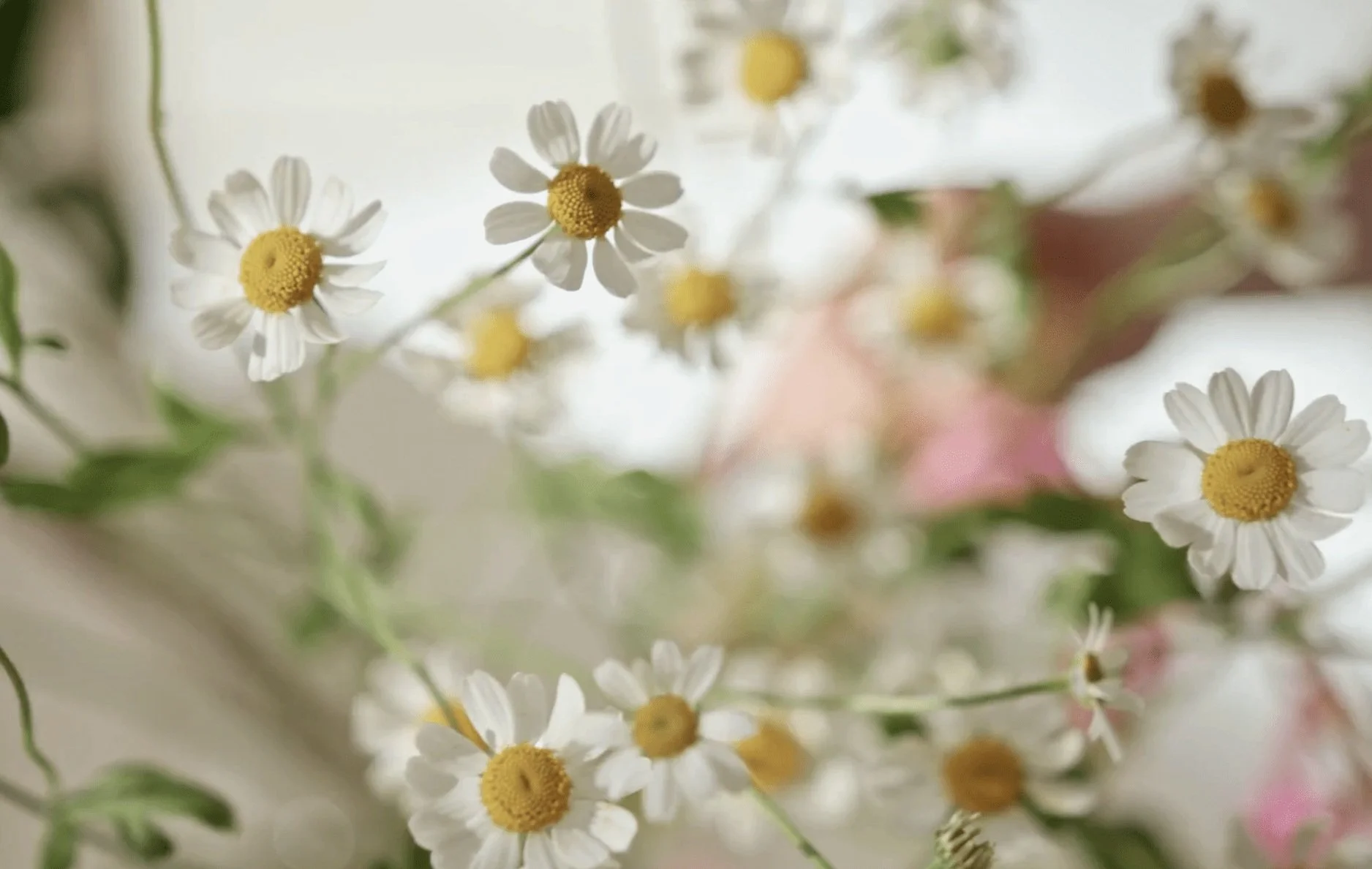 Close-up of white daisies with yellow centers, some in focus and others blurred, with soft lighting and a blurred background.