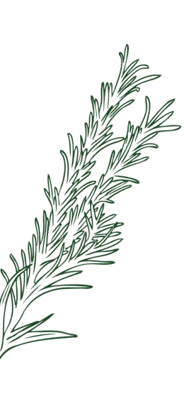 A sprig of green rosemary herb with needle-like leaves.