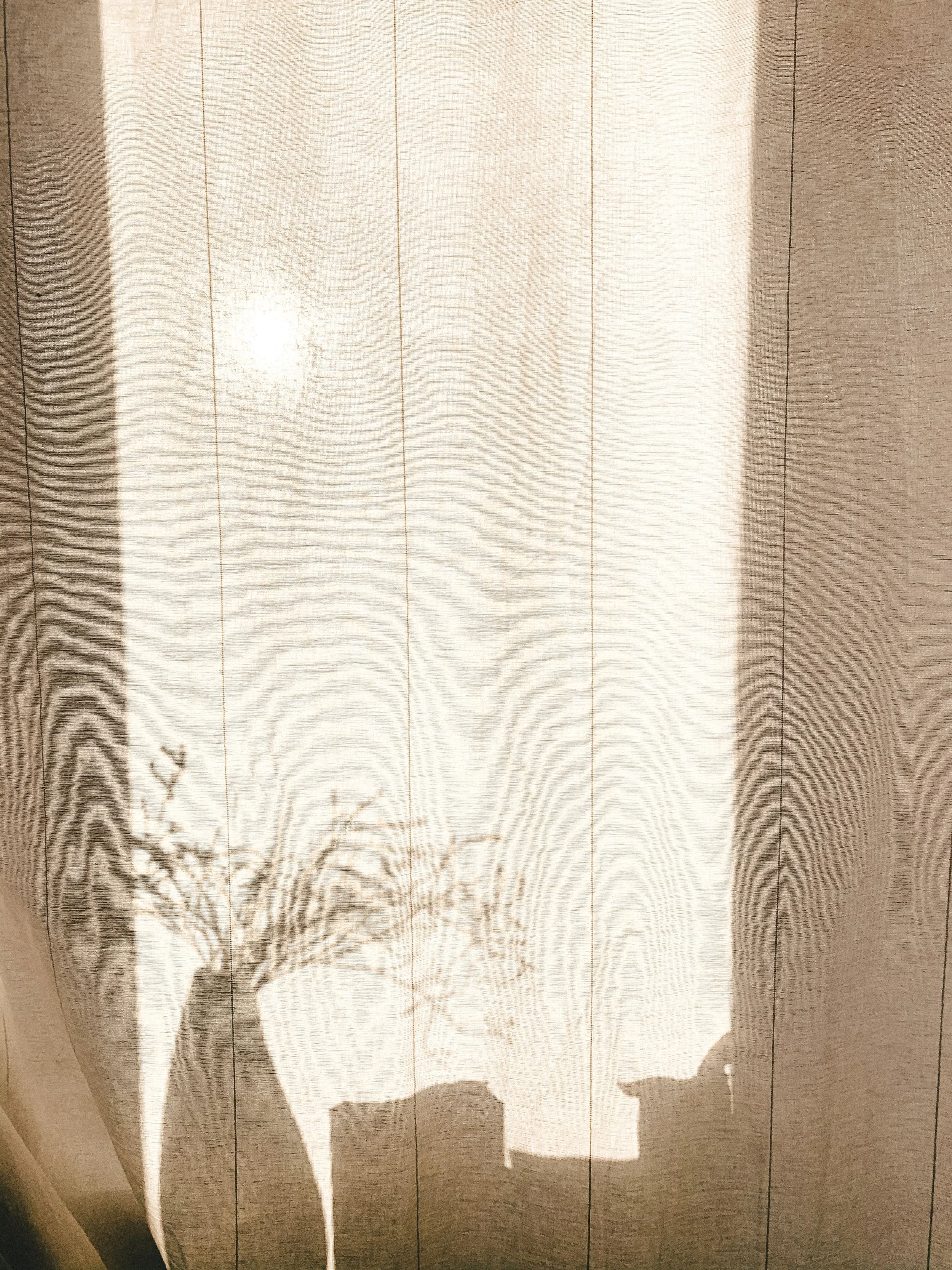 Shadow of a tree on a curtain, with sunlight and a person's hand holding a phone visible in the shadow.