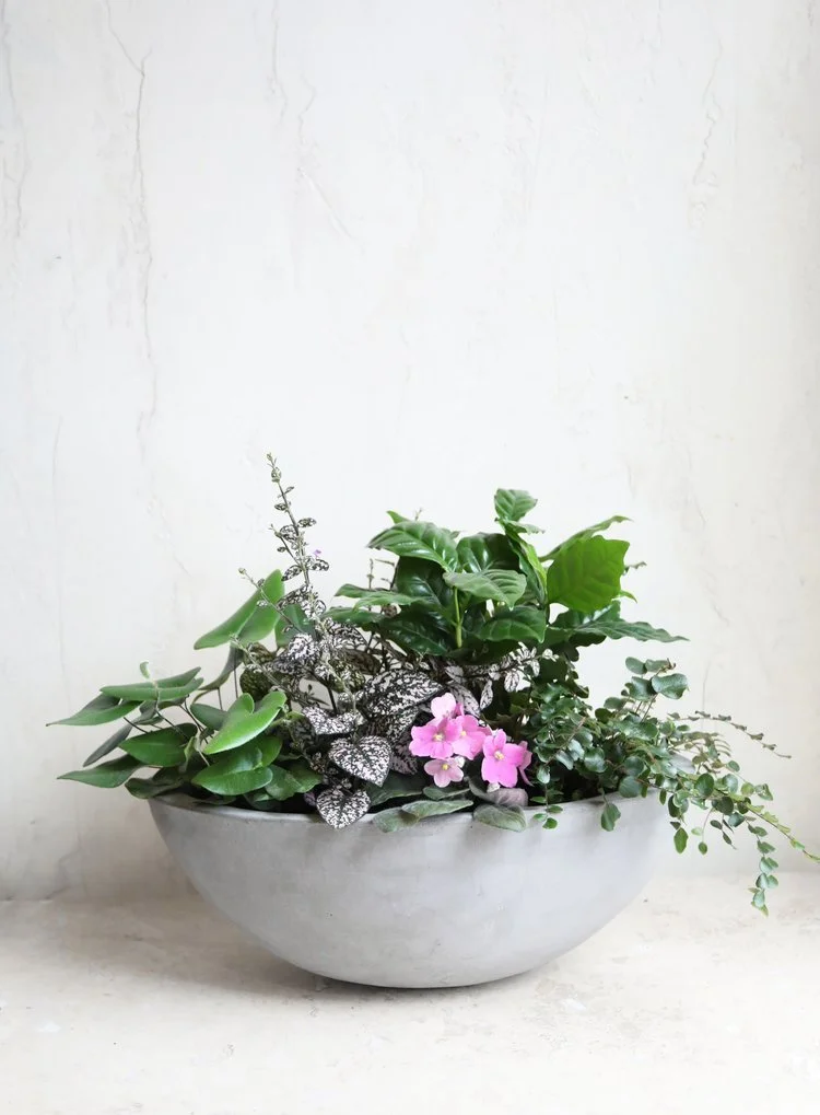 potted_plant1.jpg